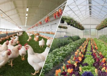 idei de afaceri pentru cei cu gradina mare