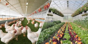 idei de afaceri pentru cei cu gradina mare