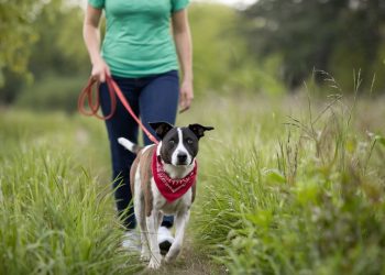 pasiune pentru animale