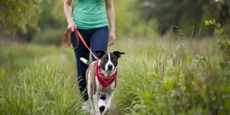pasiune pentru animale